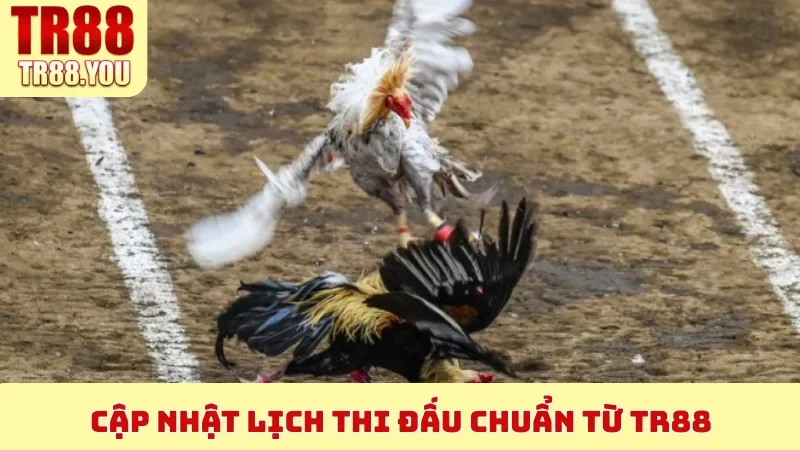 Cập nhật lịch thi đấu chuẩn từ TR88