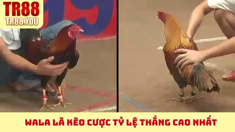 Wala là kèo cược tỷ lệ thắng cao nhất